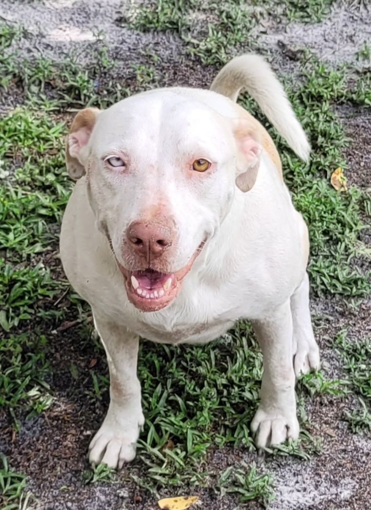 Enlarge Coco, a Adoptable mixed breed in Chiefland, FL image 11/11