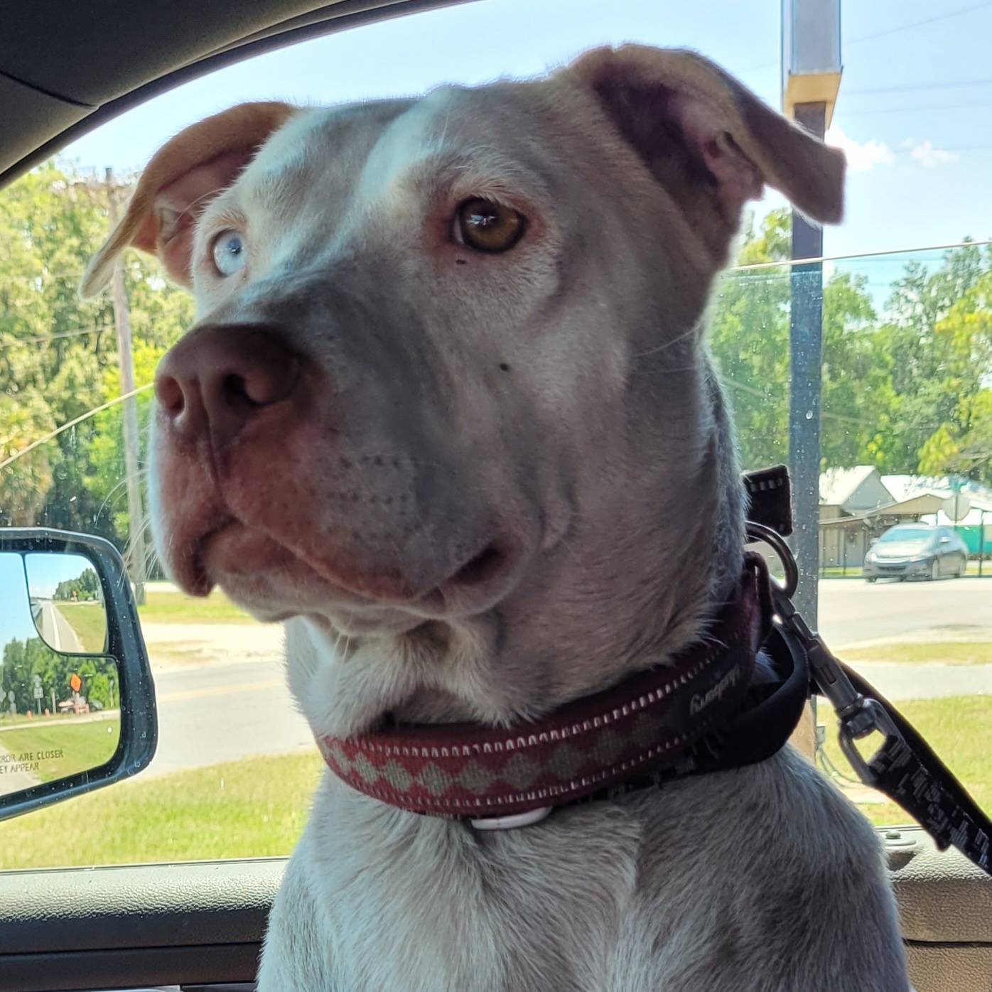 Coco, Adoptable, Adult Female Catahoula Leopard Dog & Shar-Pei.