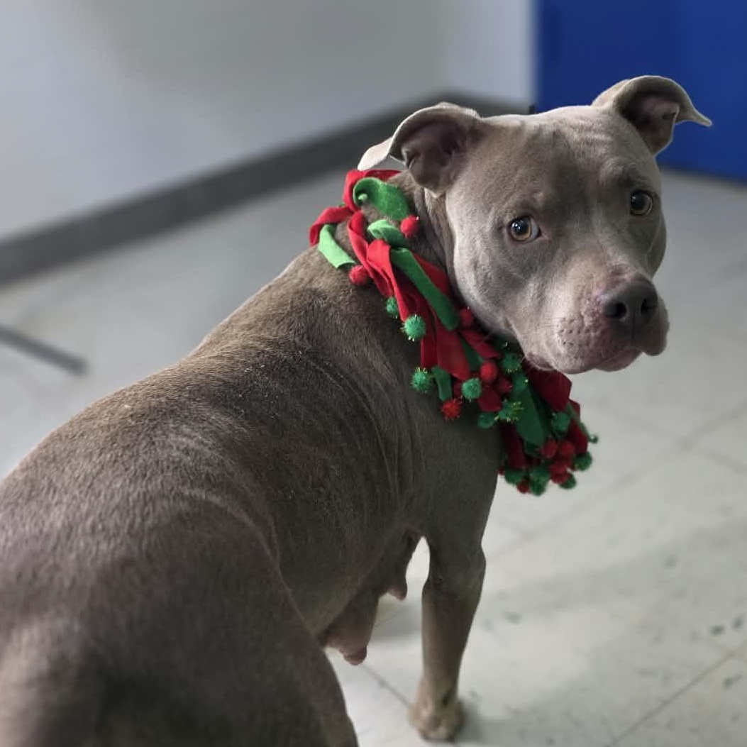 Enlarge Belle, a ADOPTABLE mixed breed in Harrodsburg, KY image 6/6