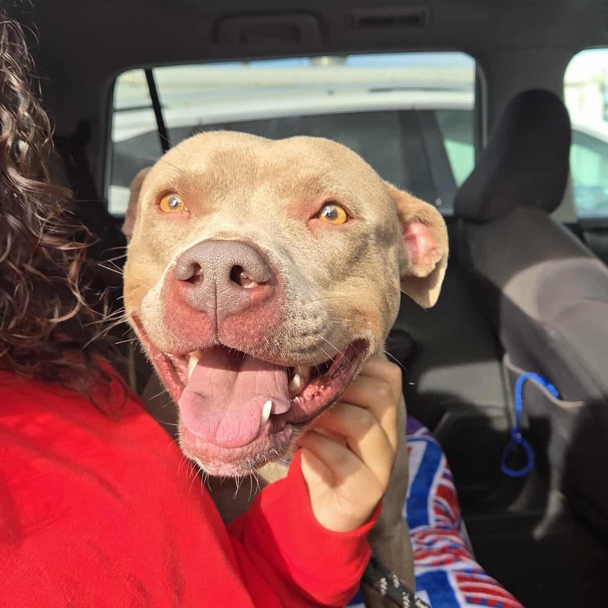 Belle, ADOPTABLE, Adult Female Pit Bull Terrier.