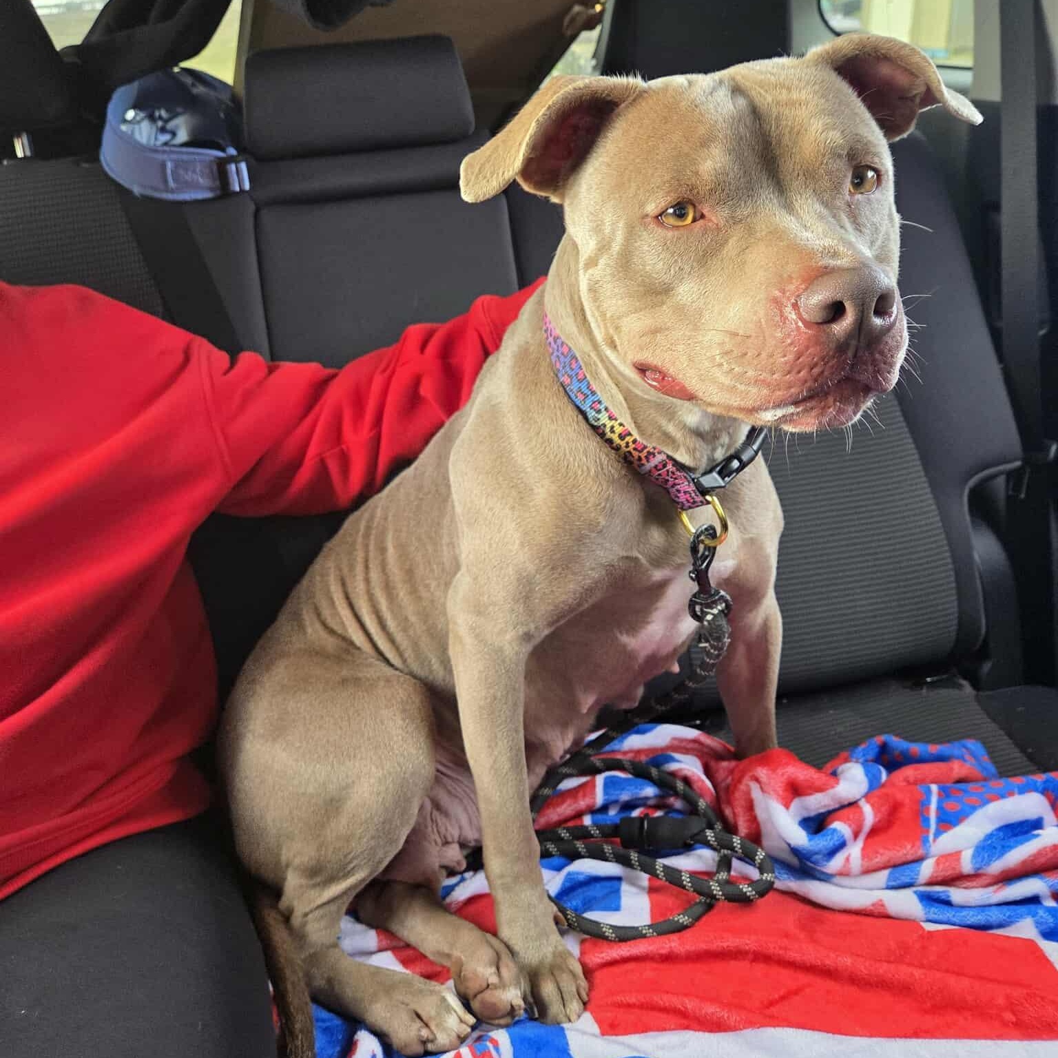 Enlarge Belle, a ADOPTABLE mixed breed in Harrodsburg, KY image 4/6