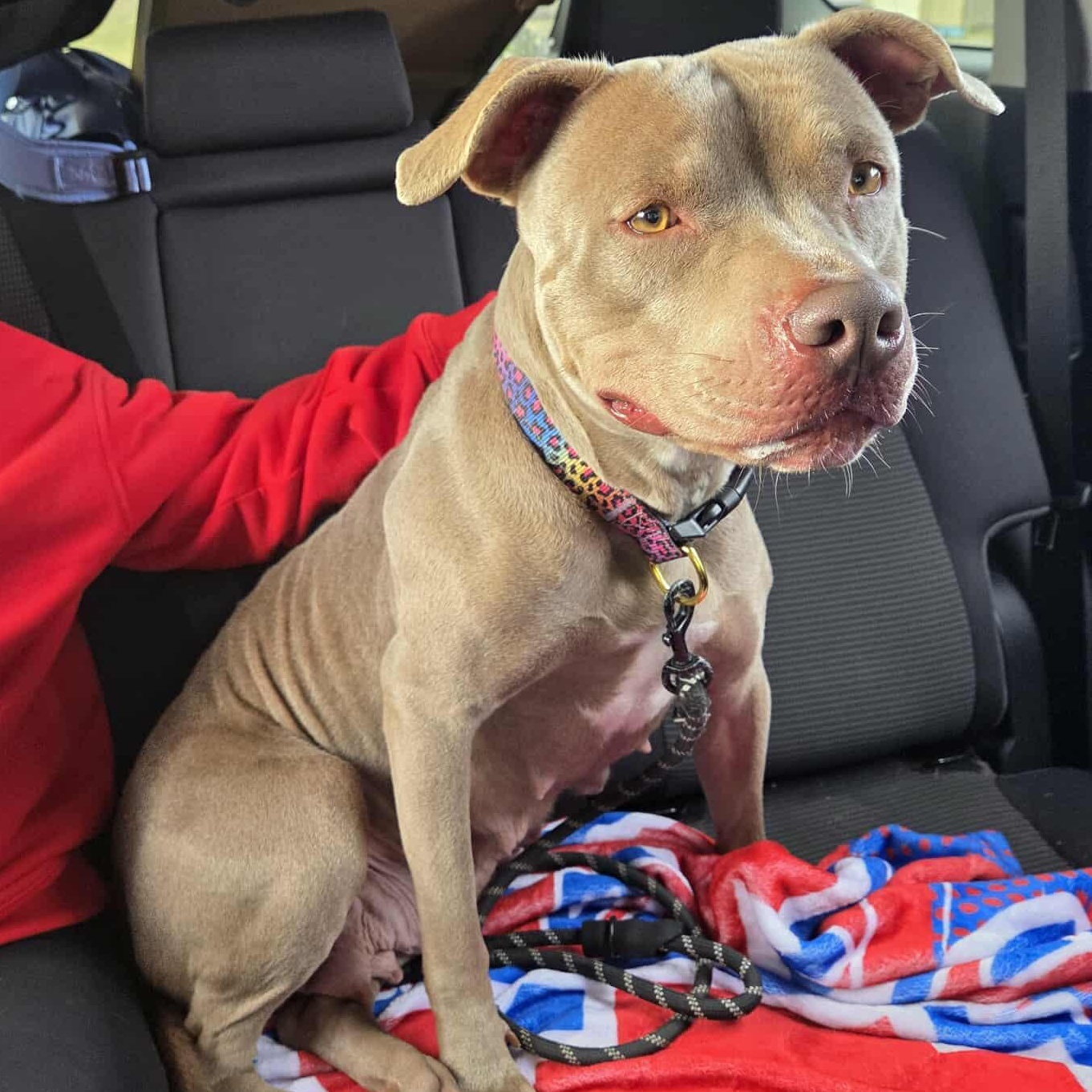 Enlarge Belle, an adopted mixed breed in Harrodsburg, KY image 4/6