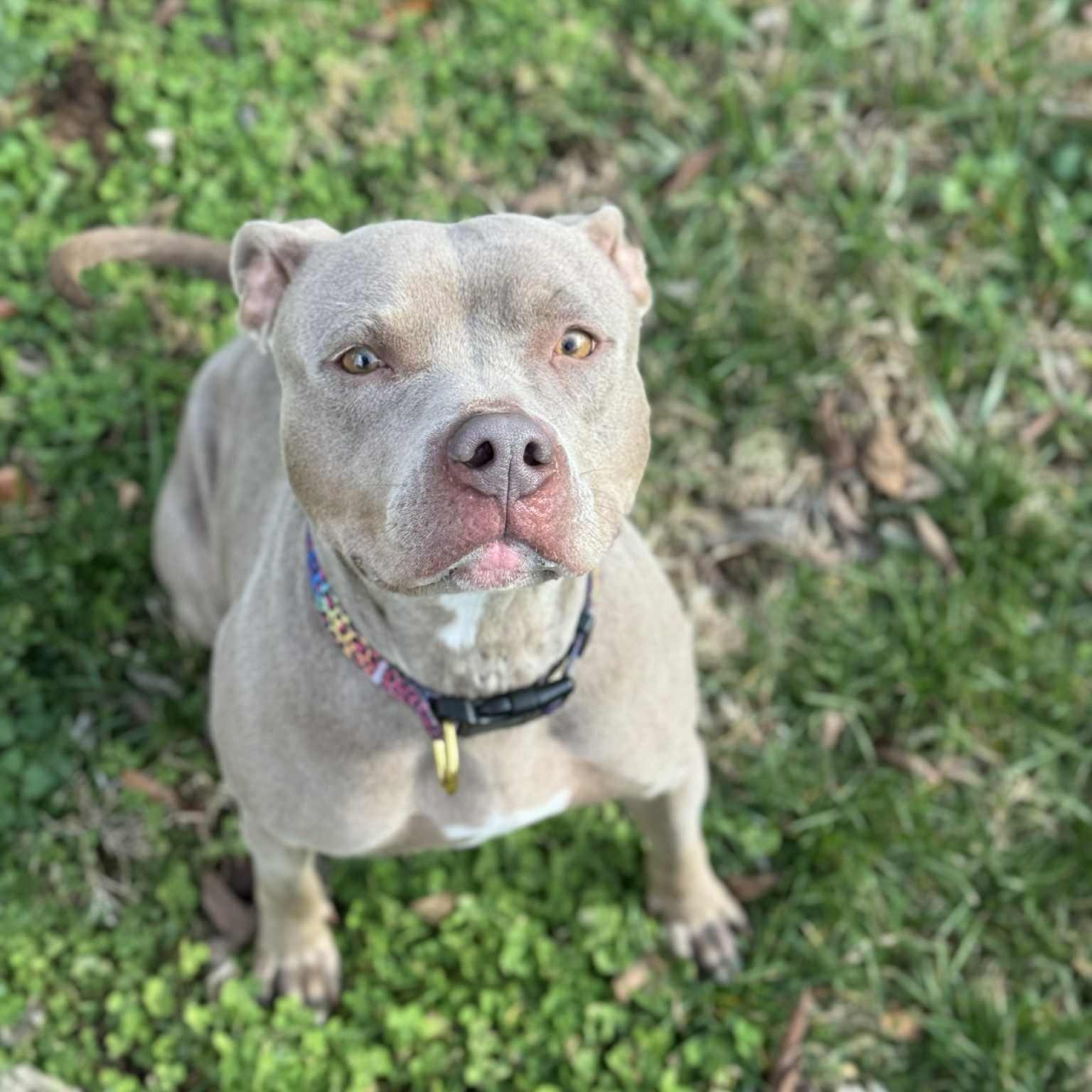 Enlarge Belle, a ADOPTABLE mixed breed in Harrodsburg, KY image 2/6