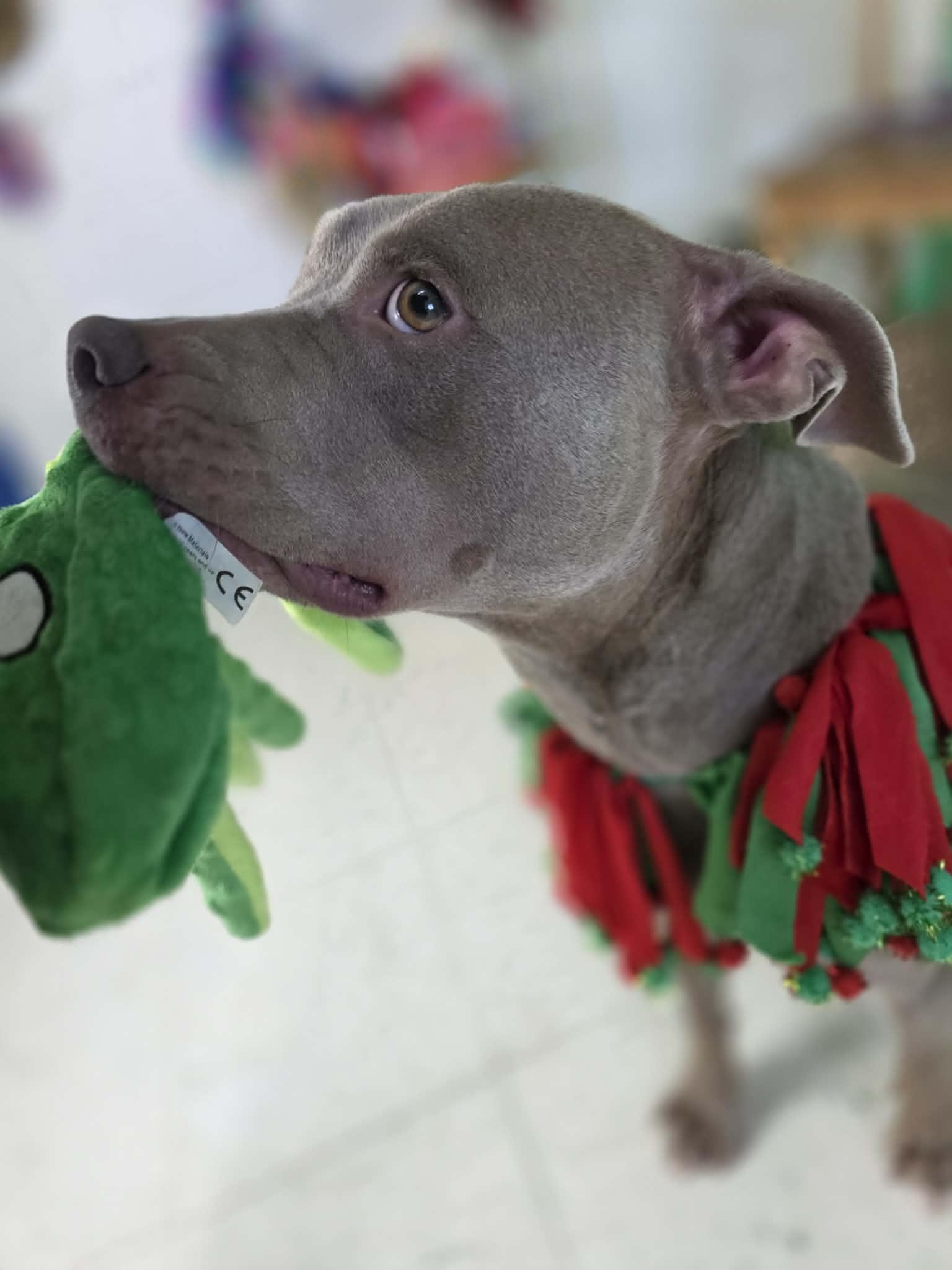 Enlarge Belle, a ADOPTABLE mixed breed in Harrodsburg, KY image 3/6