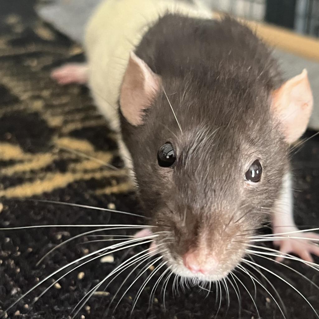 Tifa, Adoptable, Adult Female Rat.