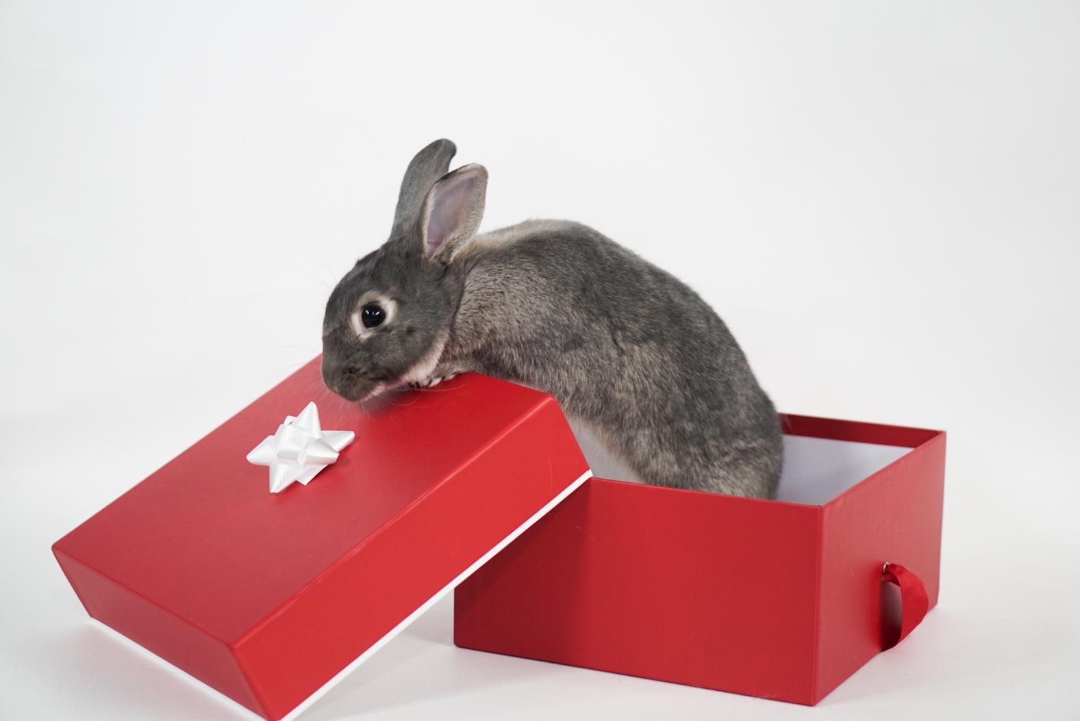 Enlarge Petey, an adoptable Chinchilla in Jefferson, LA image 1/1