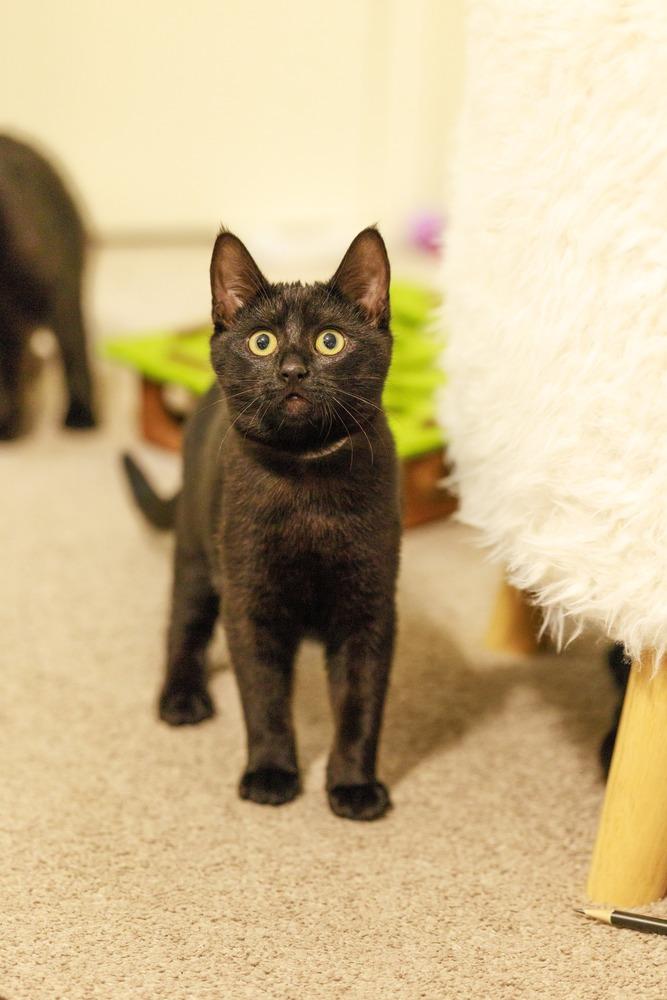 Java, Adoptable, Kitten Female Domestic Short Hair.