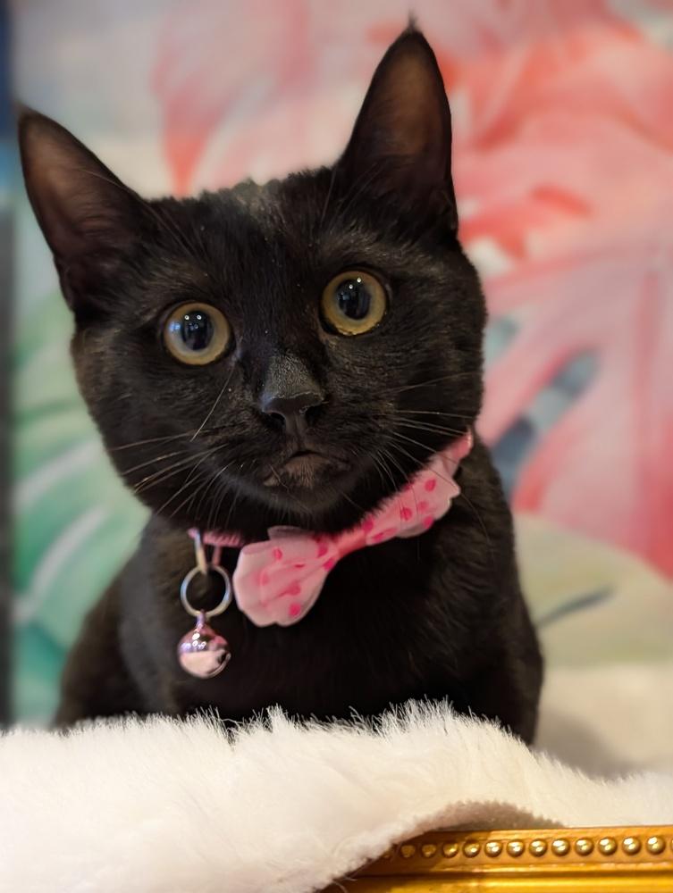 Enlarge Java, a Adoptable Domestic Short Hair in Fremont, CA image 3/6