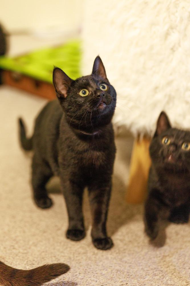 Enlarge Java, a Adoptable Domestic Short Hair in Fremont, CA image 4/6