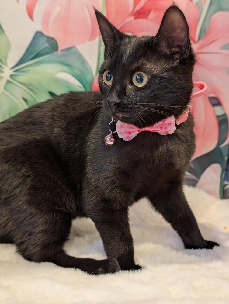 Enlarge Java, a Adoptable Domestic Short Hair in Fremont, CA image 5/6