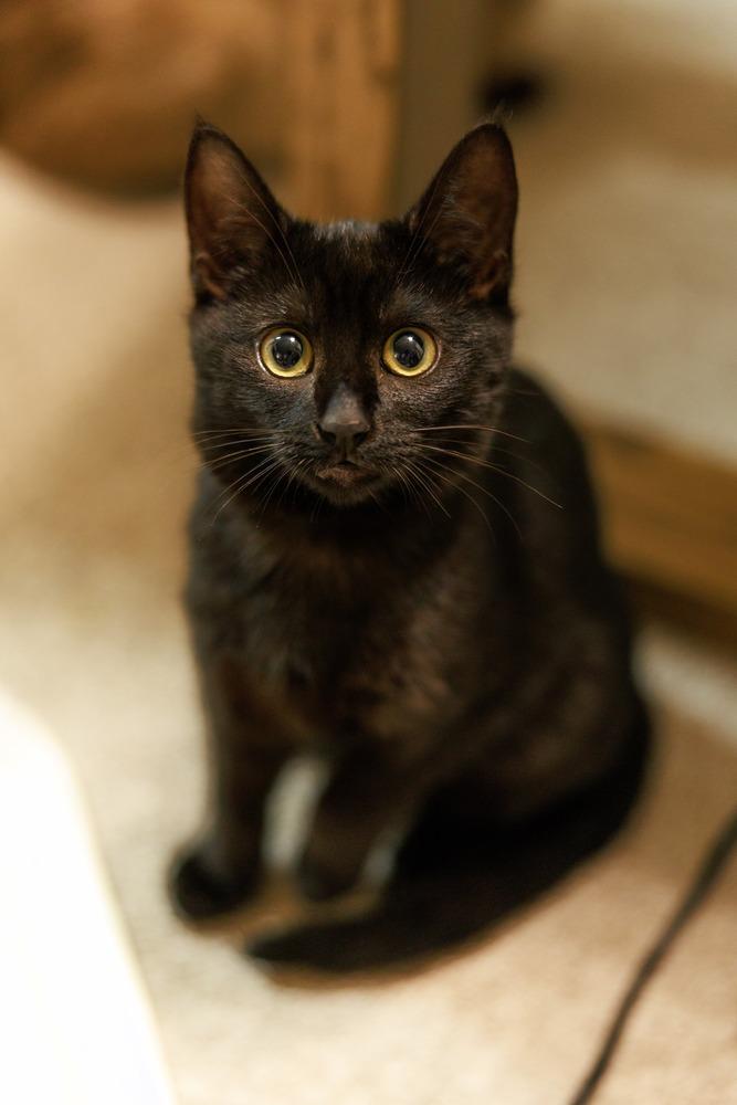 Enlarge Java, a Adoptable Domestic Short Hair in Fremont, CA image 6/6