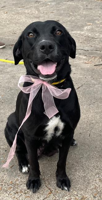 Grace, a ADOPTABLE mixed breed in Chelmsford, MA image 4/5