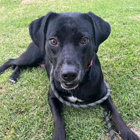 Grace, ADOPTABLE, Adult Female Labrador Retriever.