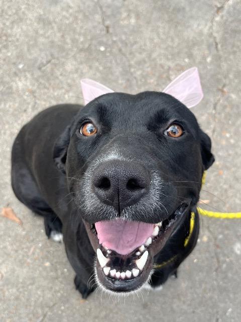Grace, a ADOPTABLE mixed breed in Chelmsford, MA image 5/5