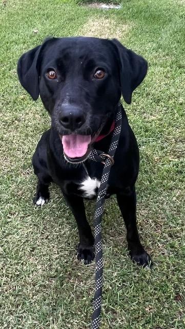 Grace, a ADOPTABLE mixed breed in Chelmsford, MA image 2/5