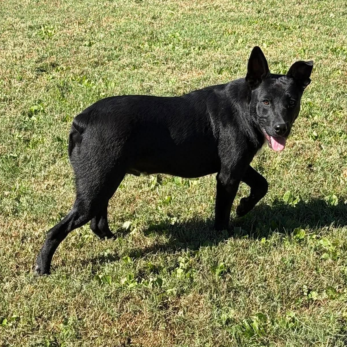 Enlarge Sunny (9mo), a Adoptable mixed breed in Fishkill, NY image 1/6