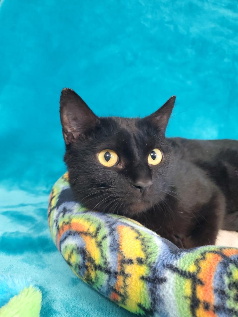 Enlarge Ebony, a Adoptable Domestic Short Hair in Greenville, IL image 1/1