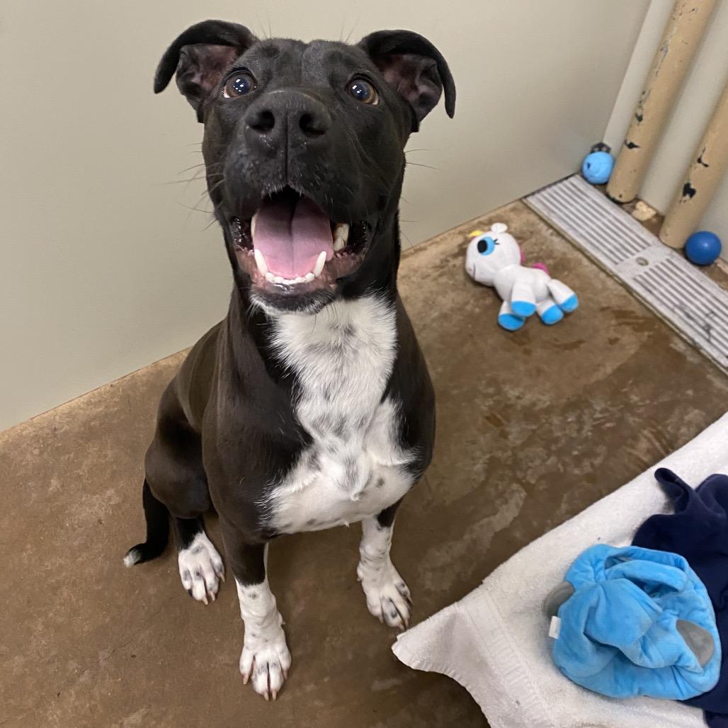 Matcha, Adoptable, Young Female Mixed Breed.