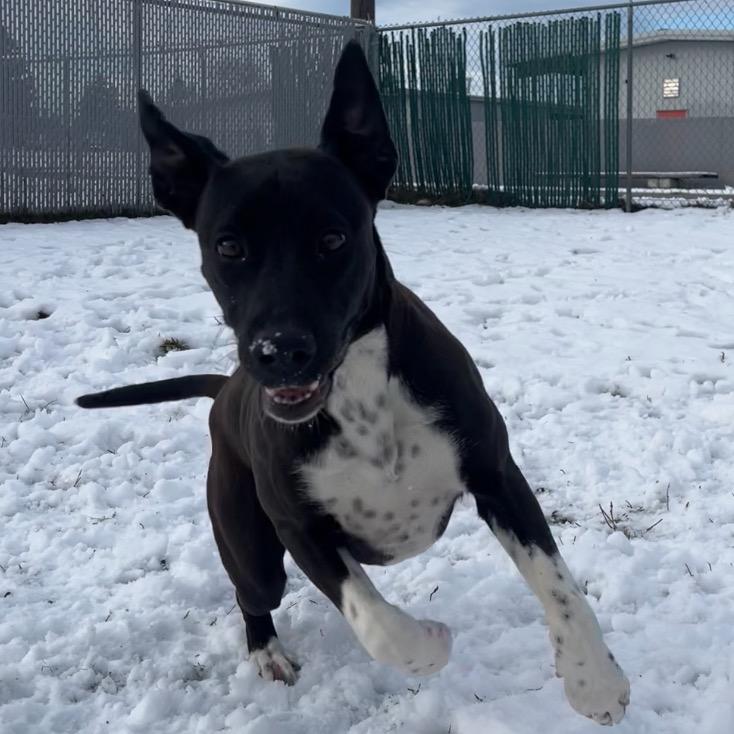 Enlarge Matcha, a Adoptable Mixed Breed in Spokane, WA image 1/3