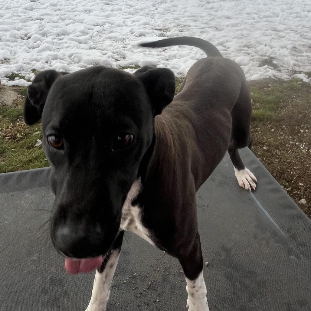 Enlarge Matcha, a Adoptable Mixed Breed in Spokane, WA image 2/3