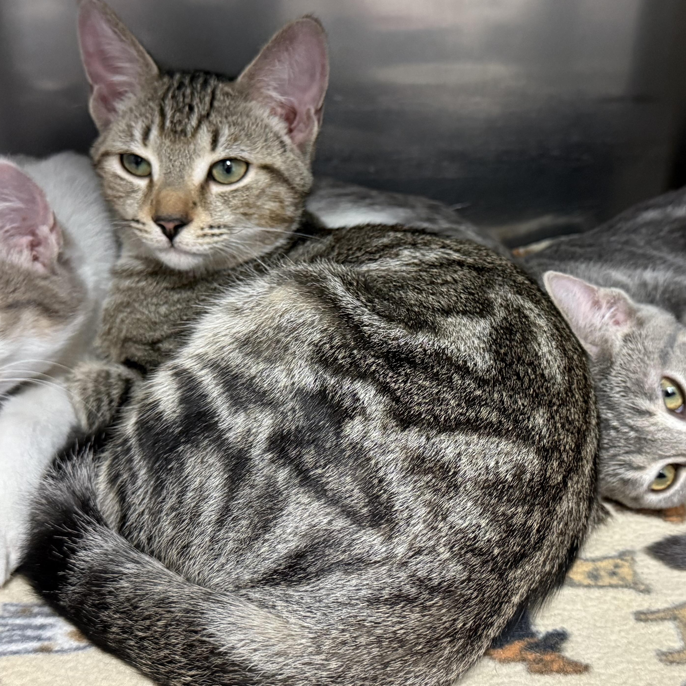 Enlarge DC, an adopted Domestic Short Hair in Exeter, RI image 1/2