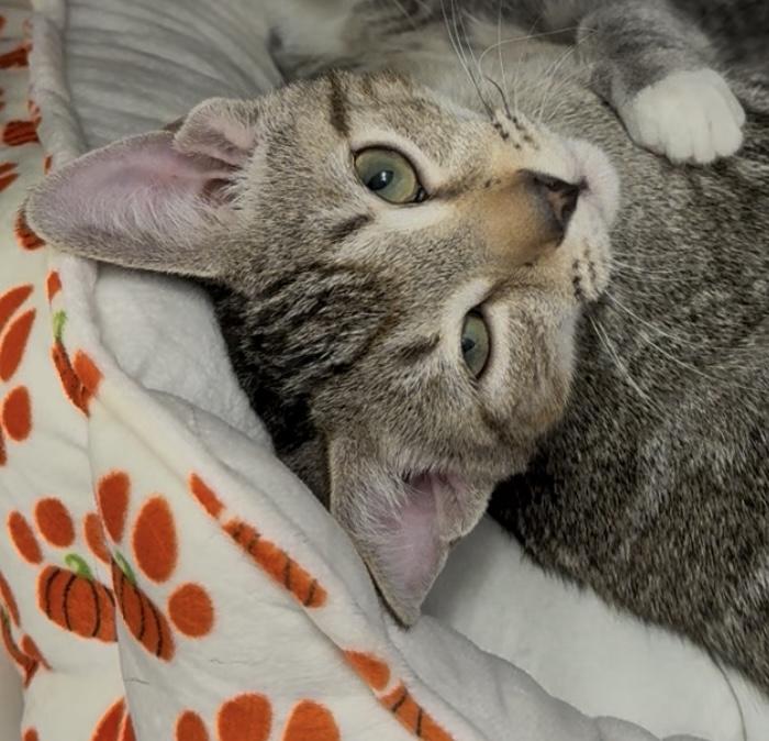 Enlarge DC, an adopted Domestic Short Hair in Exeter, RI image 2/2