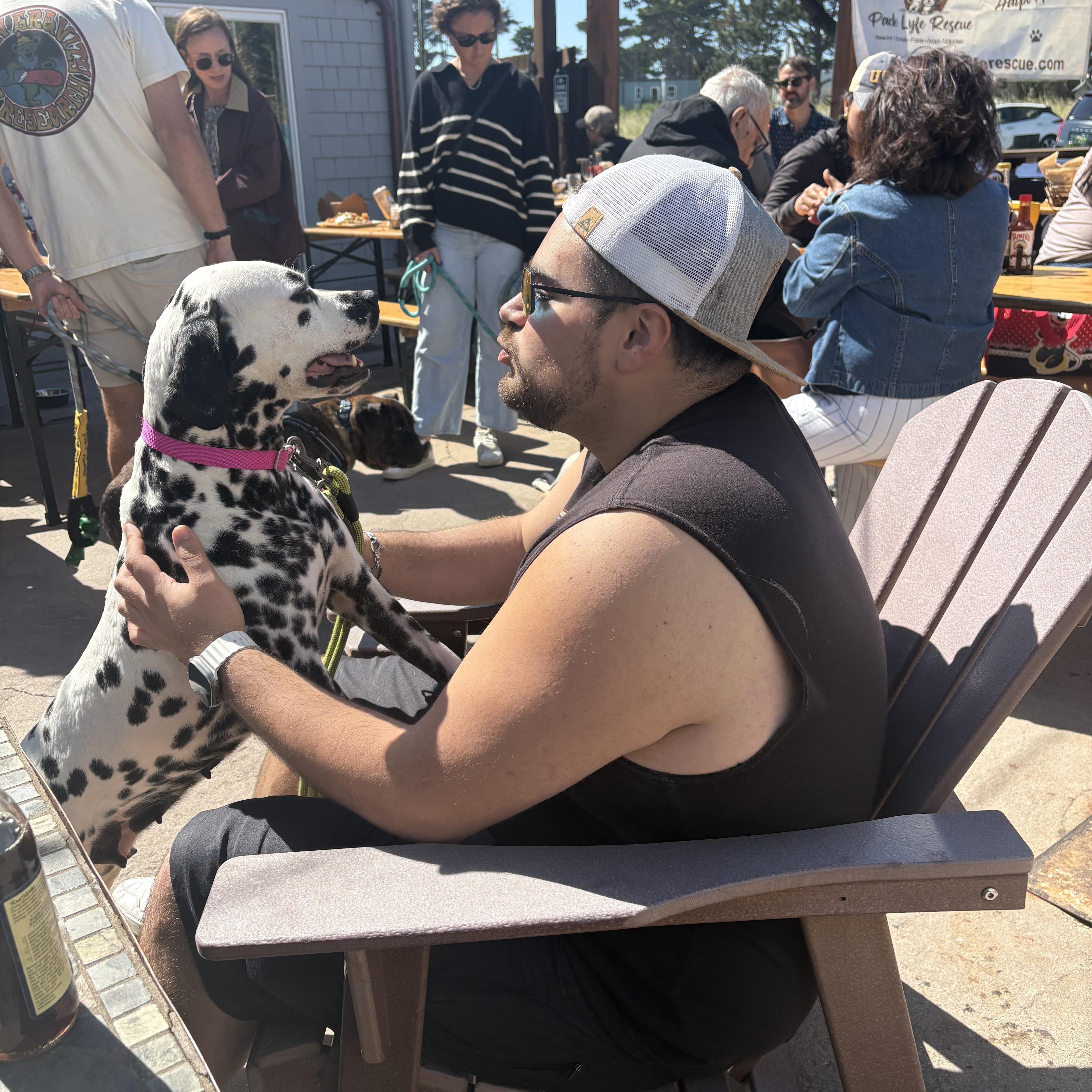 Enlarge Dahlia , an adopted Dalmatian in Hayward, CA image 2/6