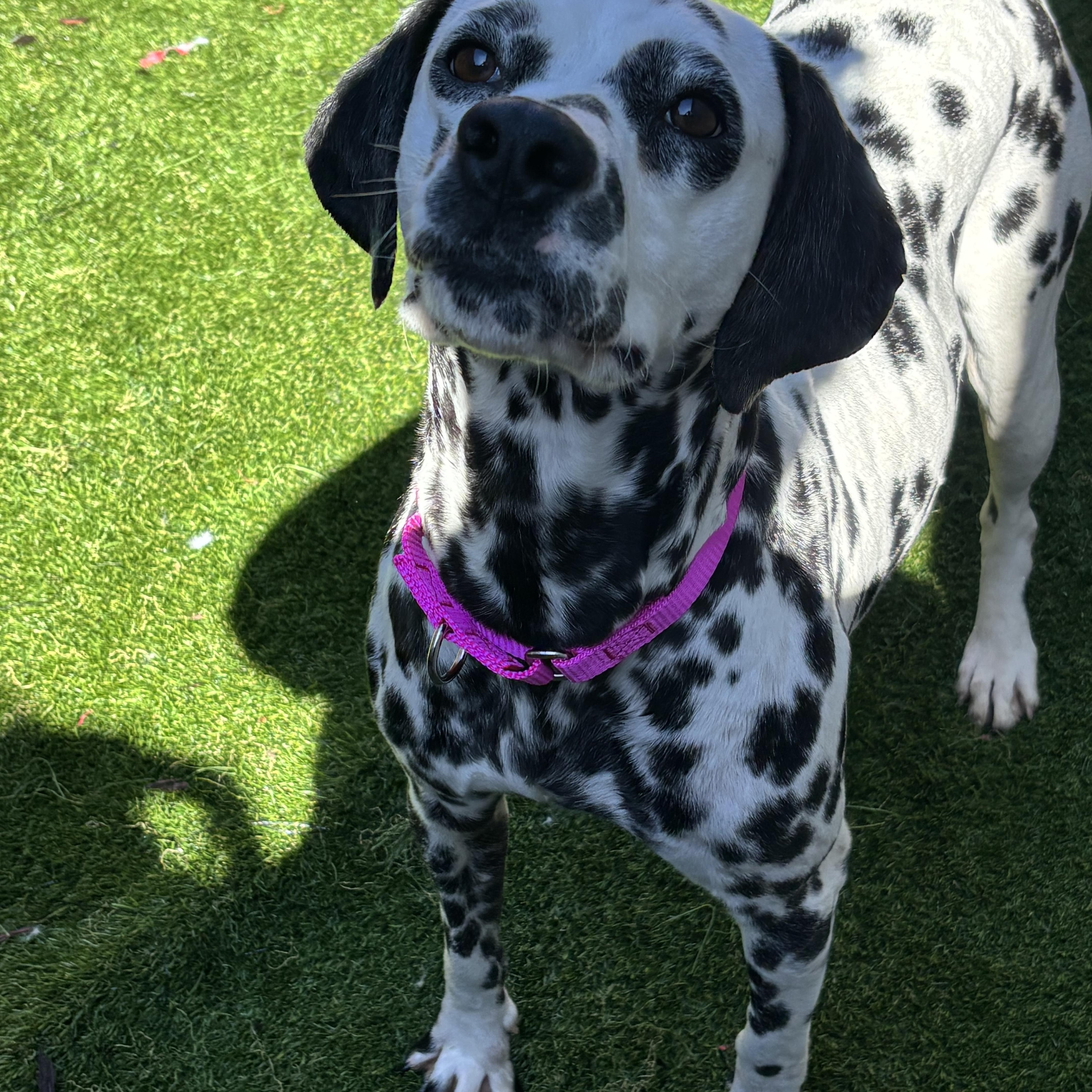 Enlarge Dahlia , an adopted Dalmatian in Hayward, CA image 1/6