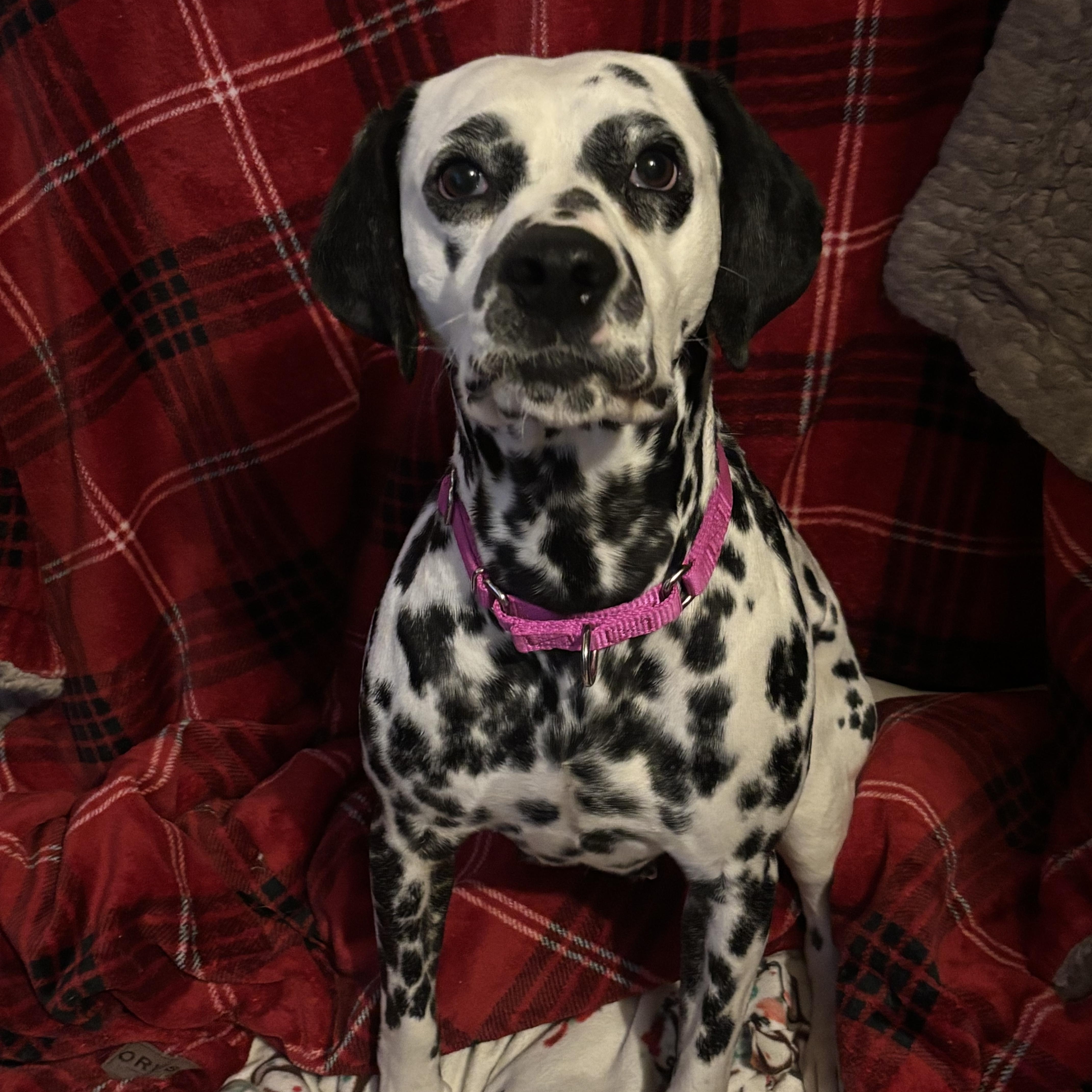 Enlarge Dahlia , an adopted Dalmatian in Hayward, CA image 6/6