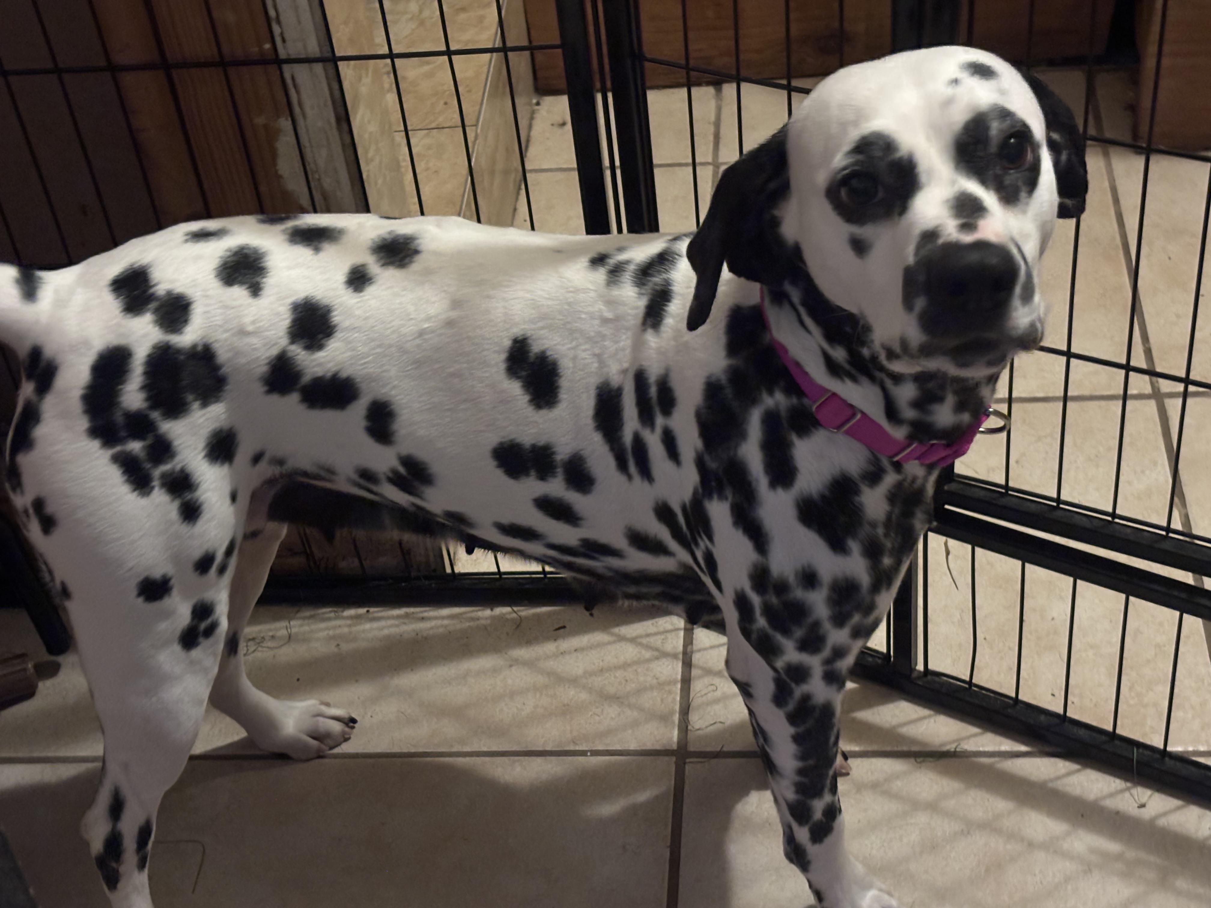 Enlarge Dahlia , an adopted Dalmatian in Hayward, CA image 5/6