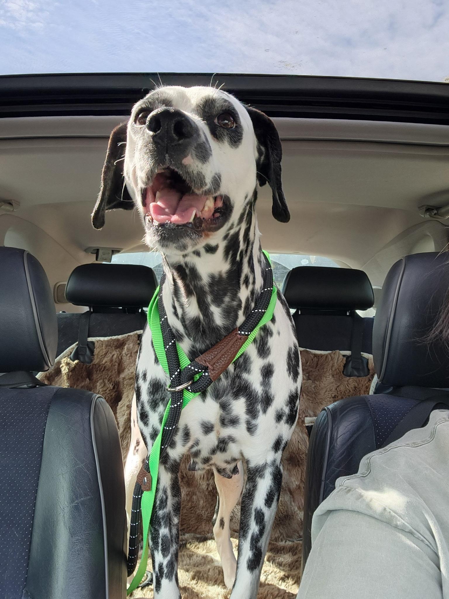 Enlarge Dahlia , an adopted Dalmatian in Hayward, CA image 3/6