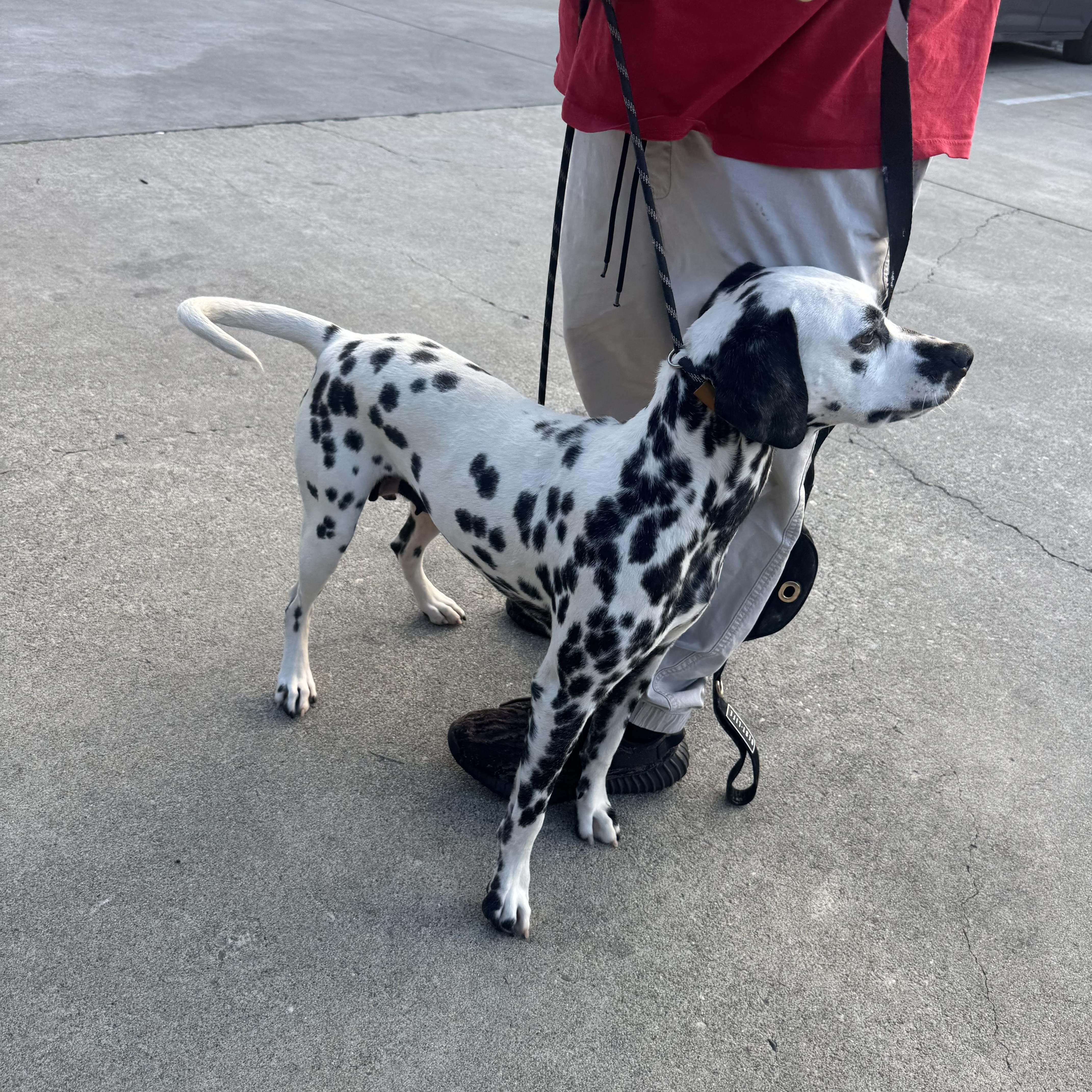 Enlarge Dahlia , an adopted Dalmatian in Hayward, CA image 4/6