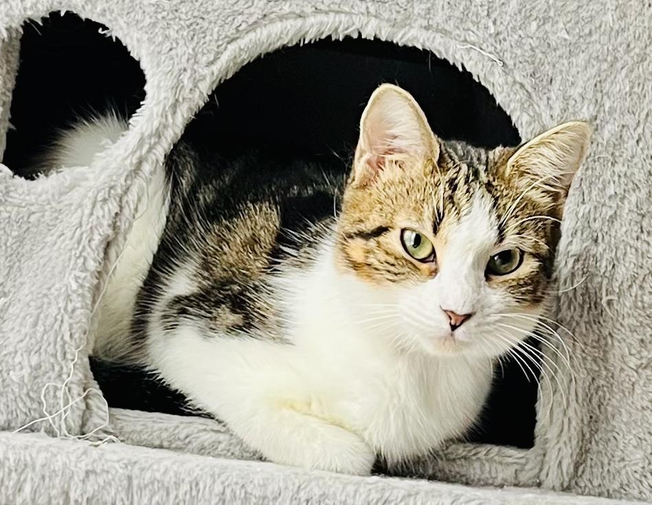 Susie, a ADOPTABLE mixed breed in Bethel, CT image 6/6