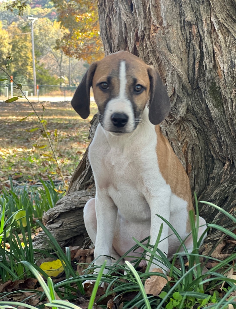 George, Adopted, Puppy Male Hound.