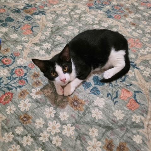 Cookie Monster, Adoptable, Kitten Male Domestic Short Hair.