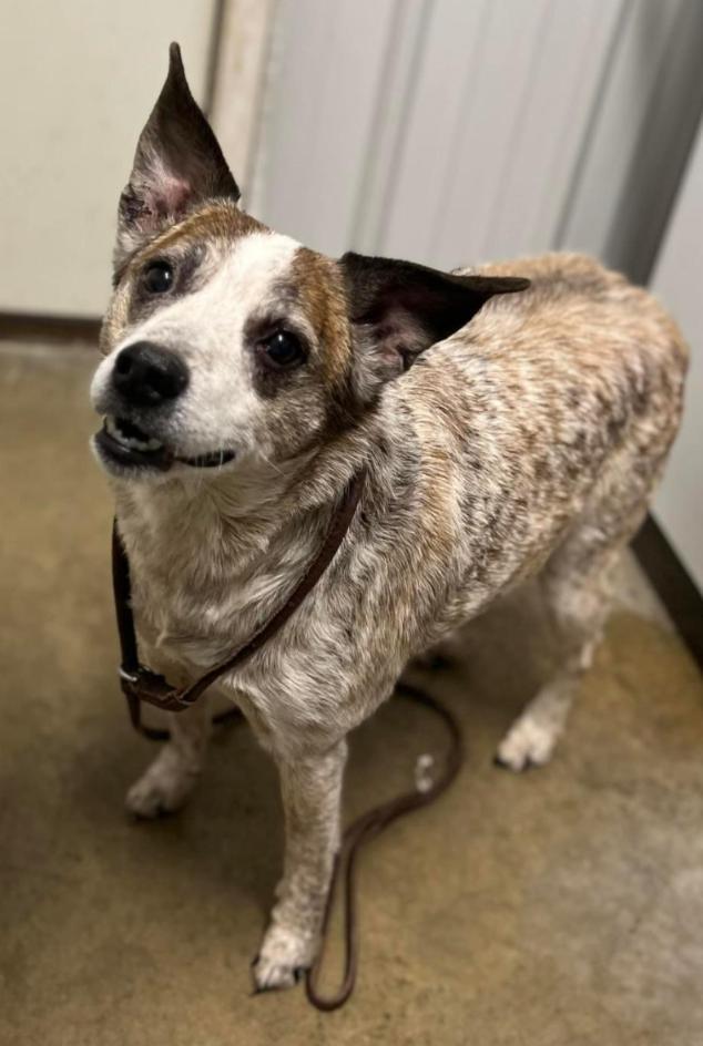 FRANK, a Adoptable mixed breed in Carroll, OH image 1/2