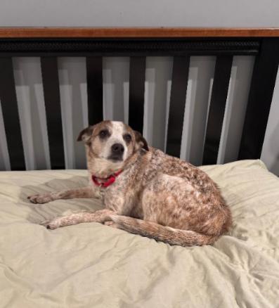 FRANK, a Adoptable mixed breed in Carroll, OH image 2/2