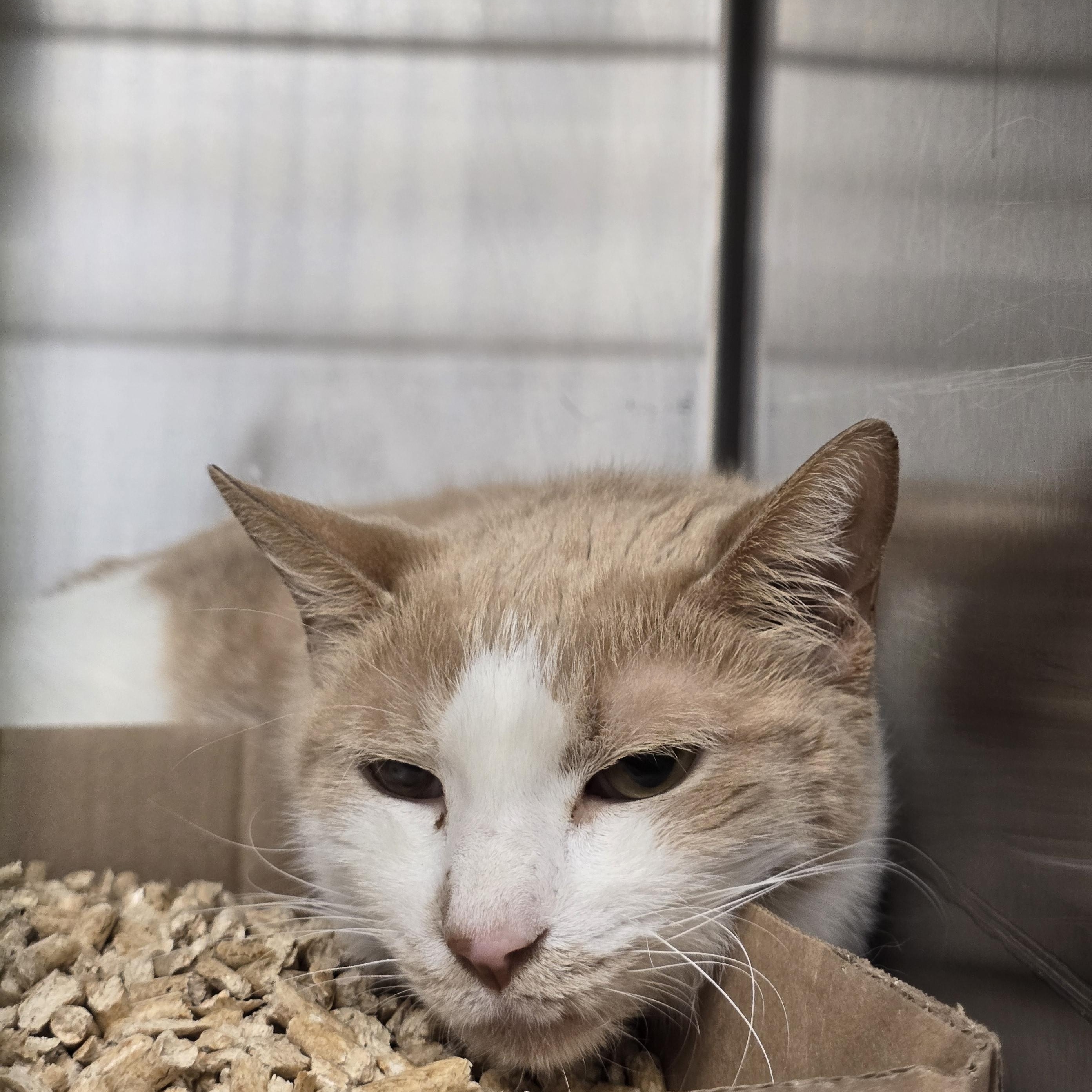 Jared, Adoptable, Senior Male Domestic Short Hair.