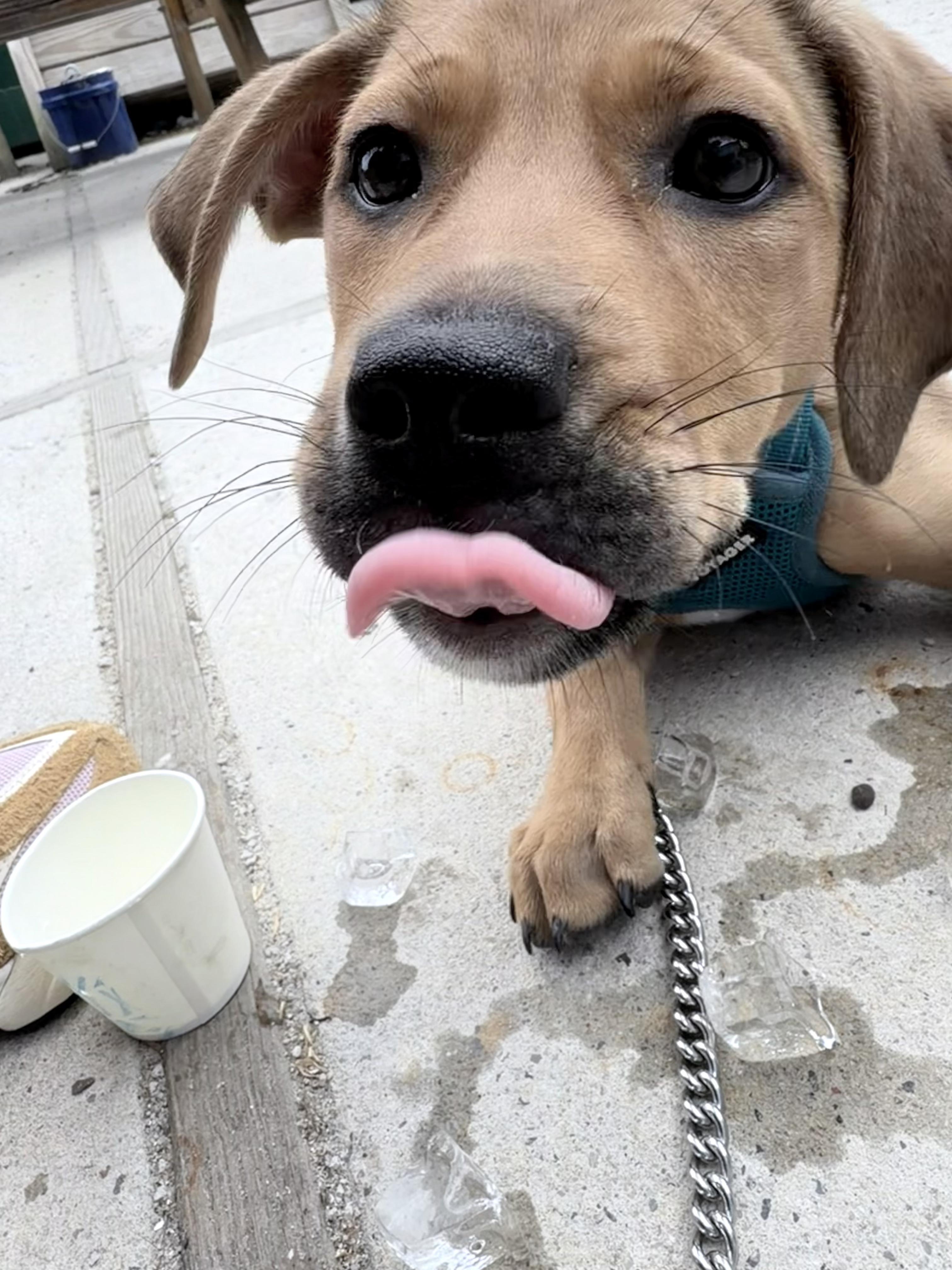 Enlarge Jwoww, an adopted mixed breed in Copiague, NY image 5/6