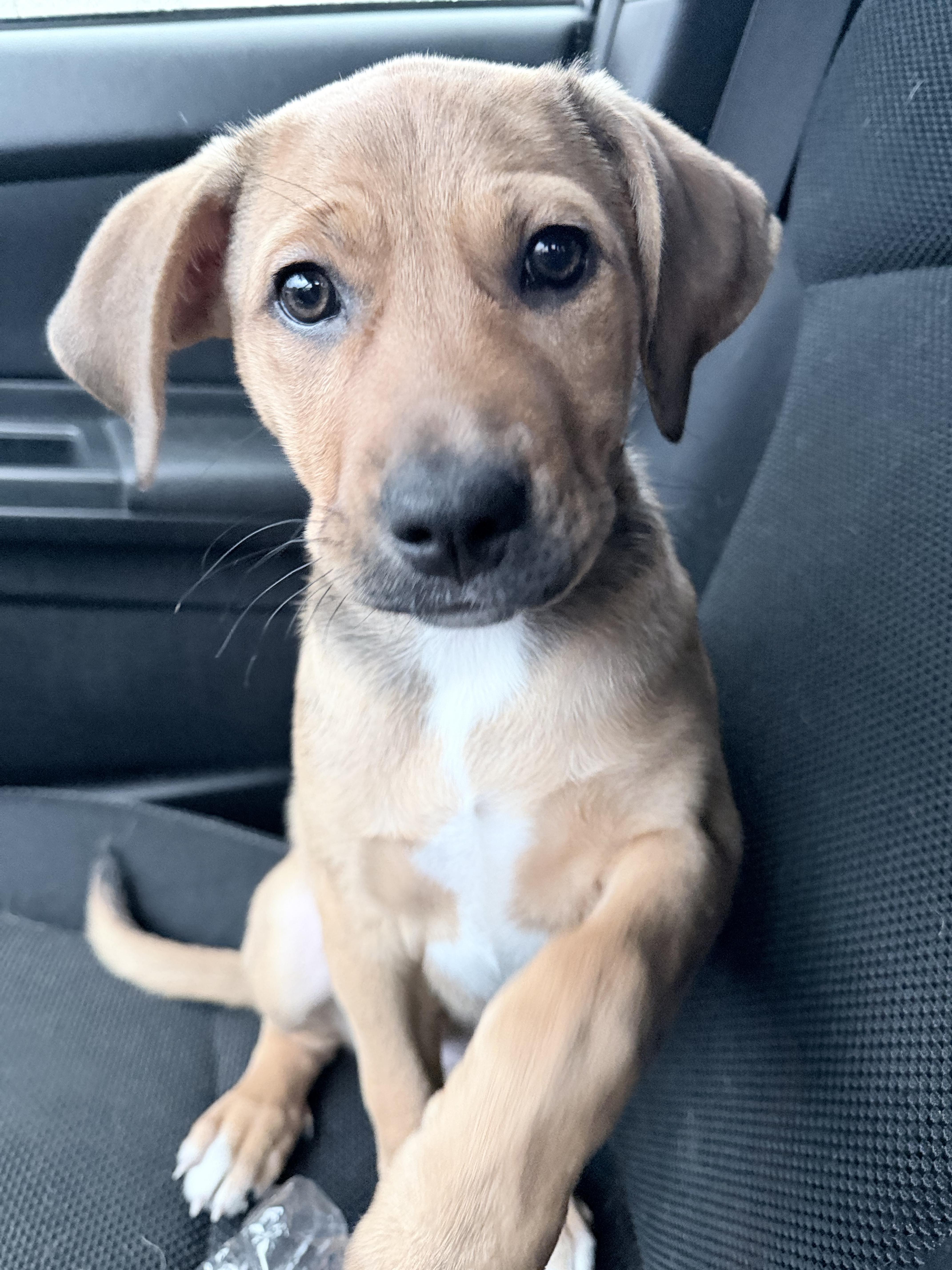 Enlarge Jwoww, an adopted mixed breed in Copiague, NY image 2/6