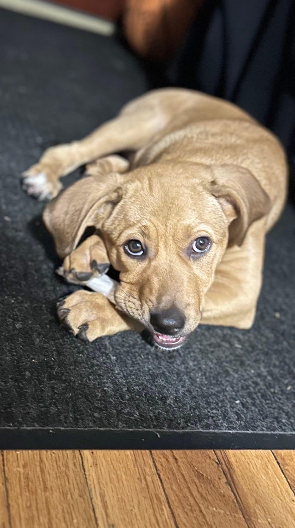 Enlarge Jwoww, an adopted mixed breed in Copiague, NY image 6/6