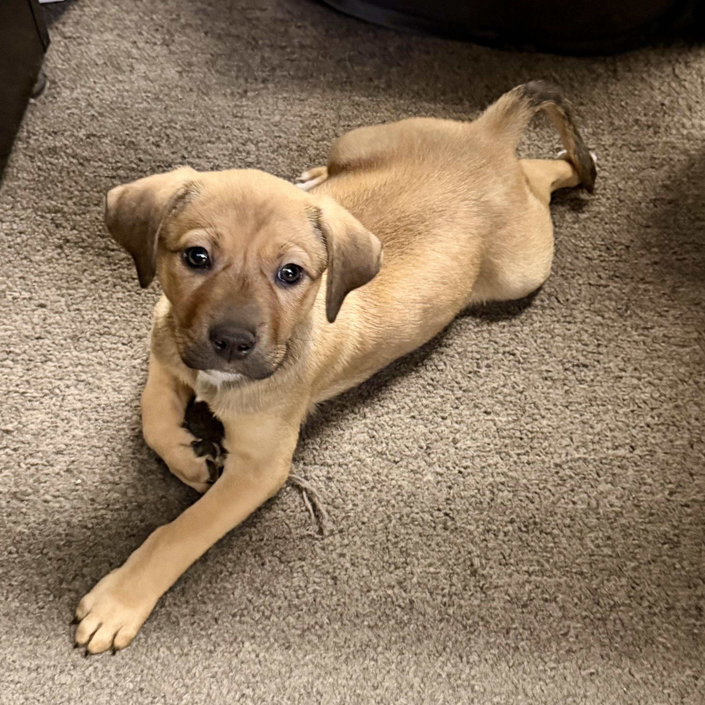 Enlarge Jwoww, an adopted mixed breed in Copiague, NY image 4/6