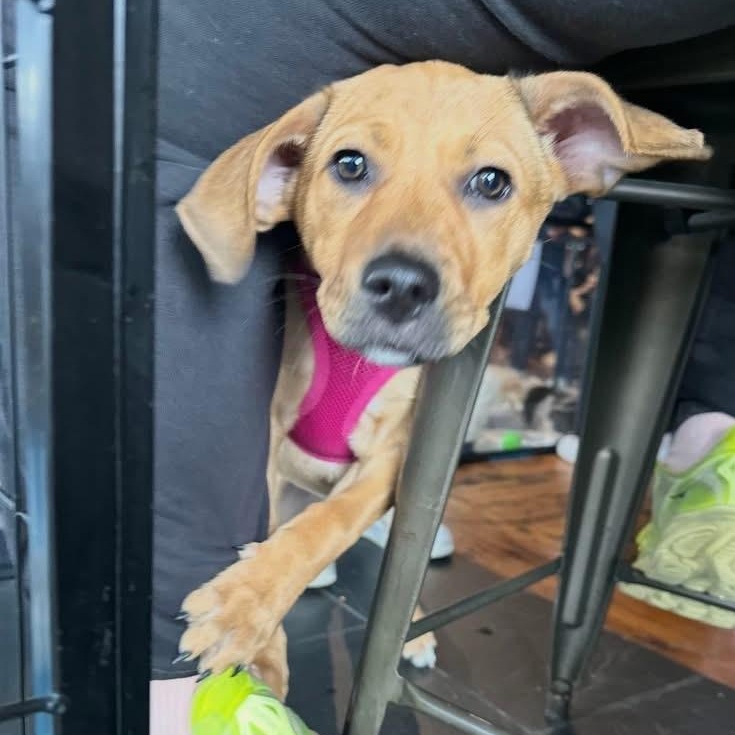 Jwoww, adopted, Puppy Female Australian Shepherd.