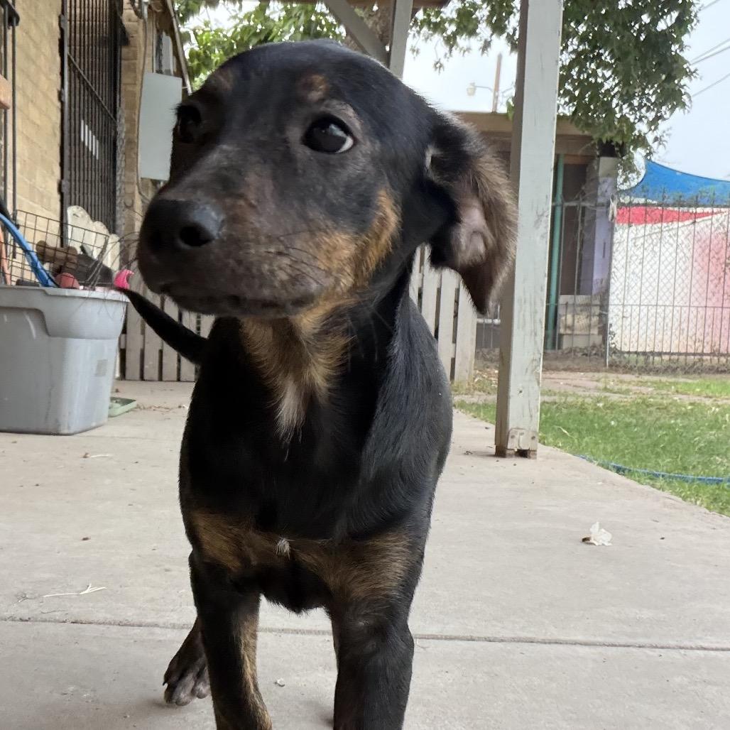 Enlarge Attina, a Adoptable mixed breed in Laredo, TX image 1/1