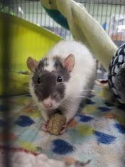 Augustine, Adoptable, Young Male Rat.