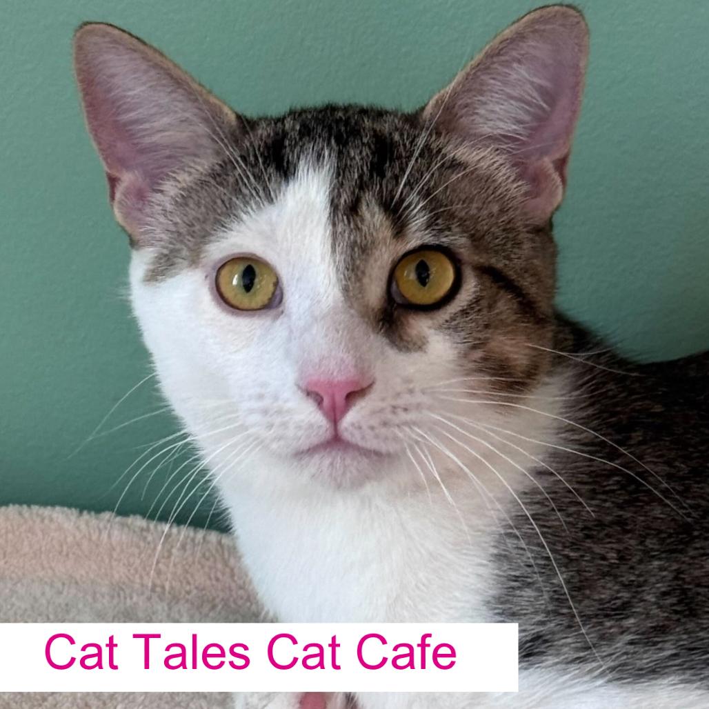 Enlarge Poplar, a Adoptable Domestic Short Hair in Chapel Hill, NC image 1/1