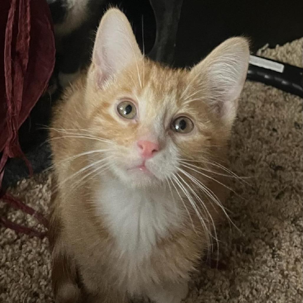 Cutty Sark, Adoptable, Kitten Male Domestic Short Hair.
