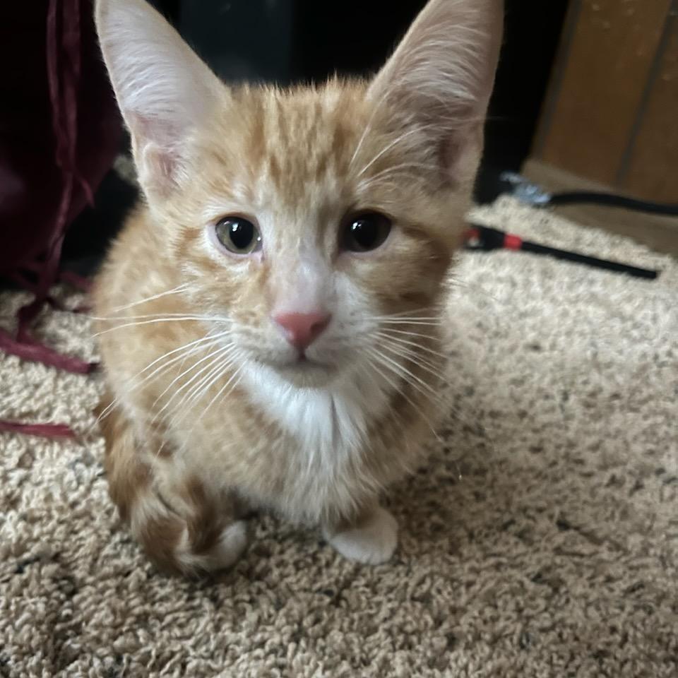 Cutty Sark, a Adoptable Domestic Short Hair in Middleton, WI image 2/2