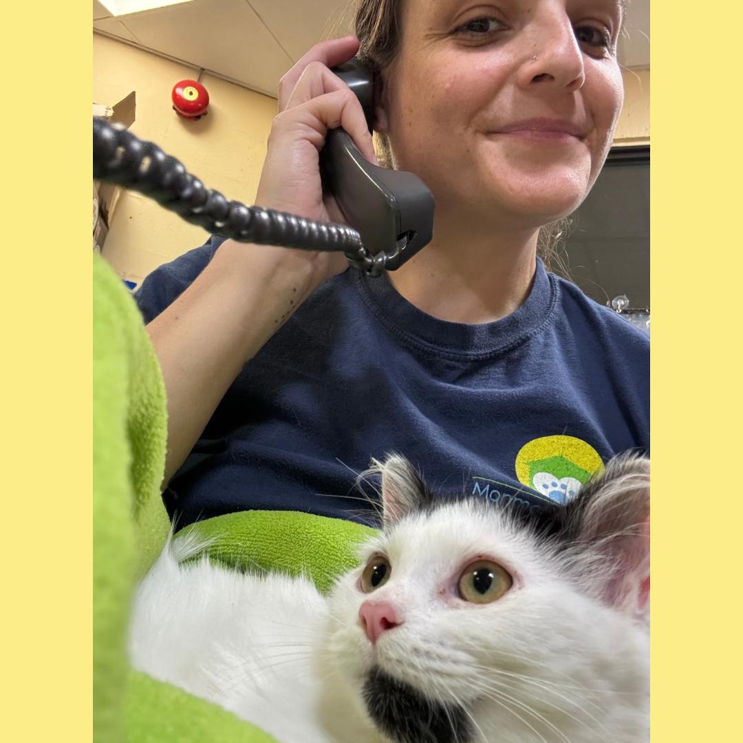 Enlarge Kimchi, a Adoption Pending Domestic Long Hair in Eatontown, NJ image 4/6