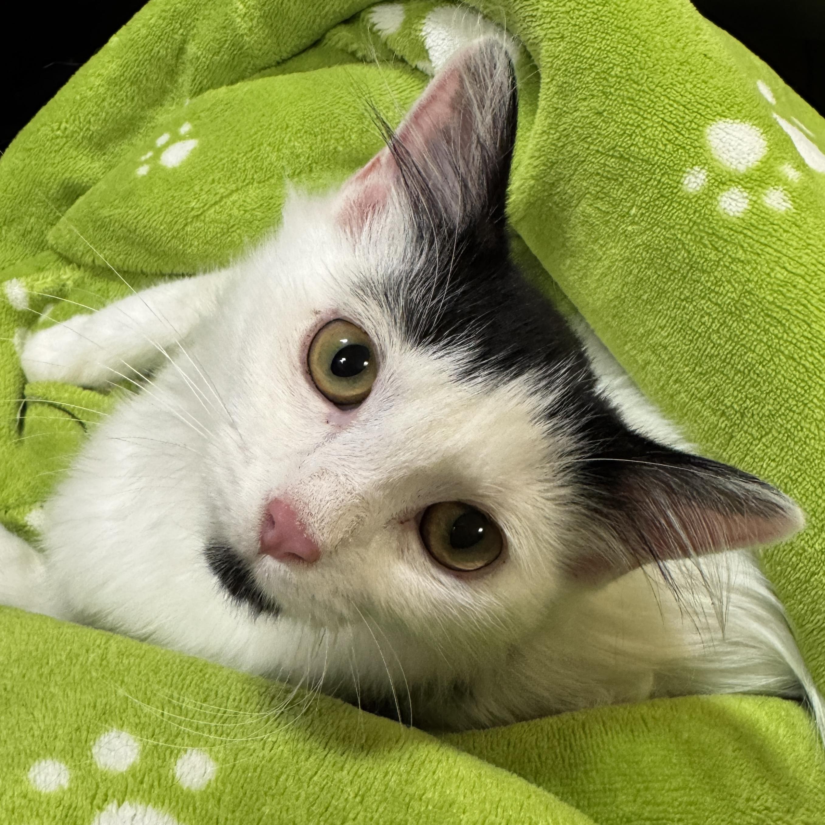Enlarge Kimchi, a Adoption Pending Domestic Long Hair in Eatontown, NJ image 5/6